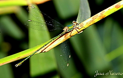 IMG_22443.JPG