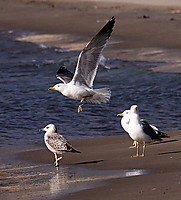 IMG_3105_copia.jpg