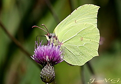 IMG_31062.JPG