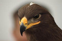 Pensando IMG_3248_Large_.JPG