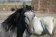 IMG_3513c_Medium_.JPG