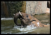 refrescandose IMG_4281_1024x768_.JPG