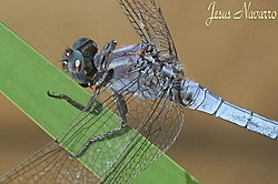 IMG_45382.JPG