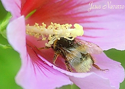 IMG_4606_CR2.jpg