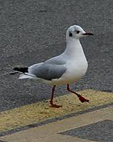 IMG_48043.JPG
