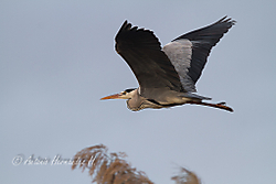 IMG_48331.jpg
