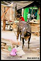IMG_5274.JPG