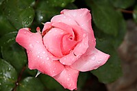 IMG_7071rr.jpg