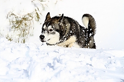 IMG_7604ab.jpg