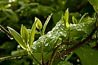 IMG_7607_bis.jpg