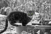 IMG_8674_ojos_verde.jpg