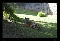 IMG_8771_TIGRE.jpg