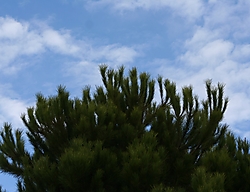 IMG_8969-recortada.jpg