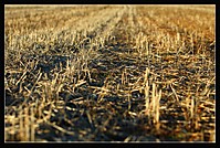 IMG_9398_A.JPG