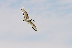 Ibis16.jpg