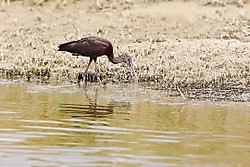 Ibis161.jpg