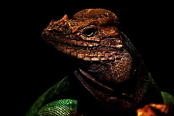 Iguana10.jpg