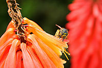 Insecto_I.jpg