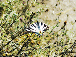 Iphiclides_podalirius1.jpg