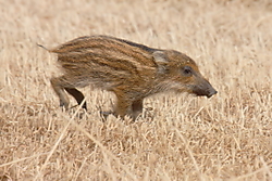 Jabato4.JPG