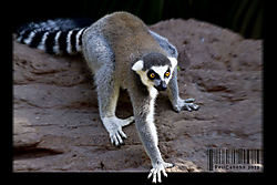 LEMUR-canonistas-PeliCanhon.jpg