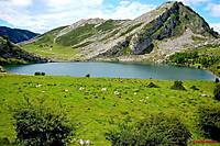 Lago_Covadonga_640x480_.jpg