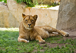 Leona_Bioparc_Valencia.jpg