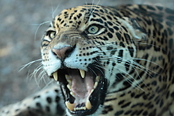 Leopardo10.JPG