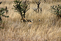 Leopardo_cazando_Serengheti_r.jpg
