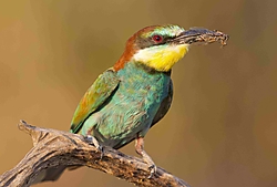 MGL8891_canonistas MGL8891_canonistas.jpg