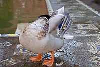 MG_55221.jpg
