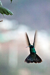 MG_6002a.jpg