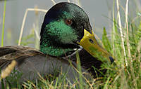 MG_6920-1.jpg