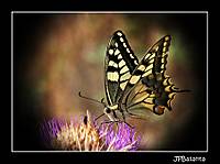 Maca_n_097-1.jpg