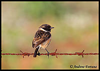 Male_Stonechat.jpg