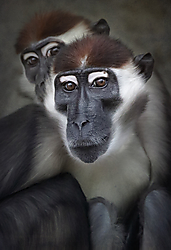 Mangabey_gris_web.jpg