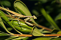 Mantis8.jpg