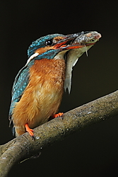 Martin_Pescador-0784b.JPG