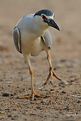 Martinete-8732.jpg