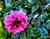 Mikado_09_g10.jpg