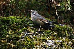 Mirlo19.jpg