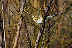 Mosquitero22.jpg