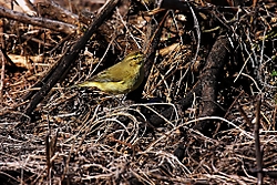 Mosquitero31.jpg