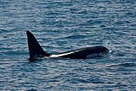 Orca.jpg
