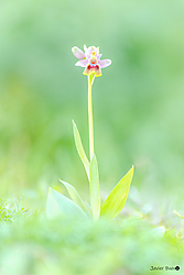 Orchis_lutea.jpg