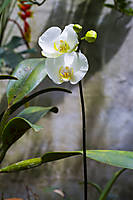 Orquidea4.jpg