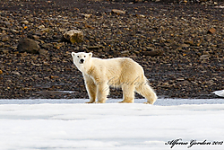 Oso_Svalbard_2_FB.jpg