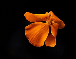 P1060171aFlickr.jpg