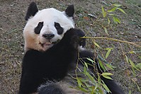 Panda2.jpg