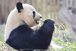 Panda31.JPG